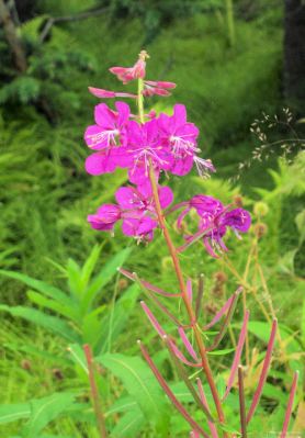 Fireweed in Homer
